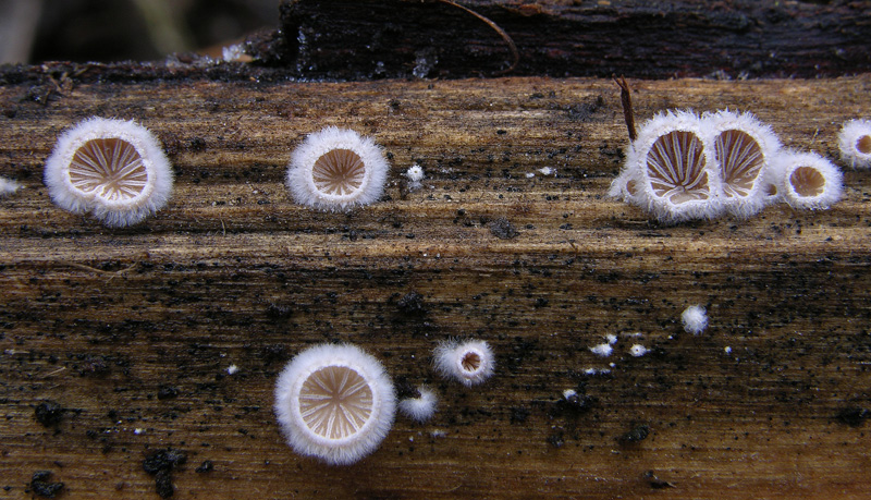 da determinare....lignicoli